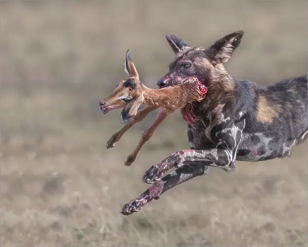Wild dog tear apart a baby impala
