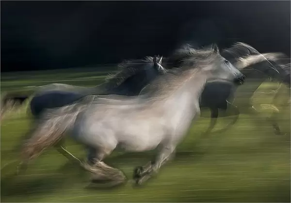 in gallop. Milan Malovrh