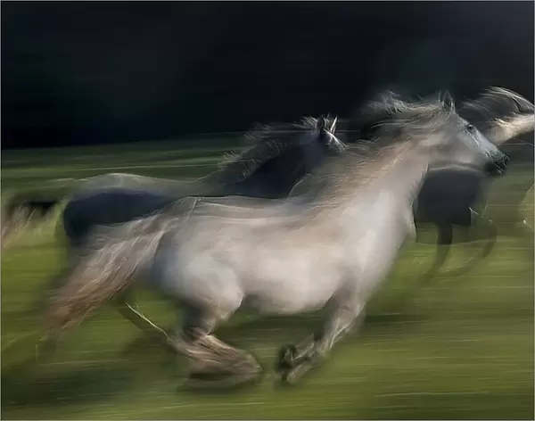 in gallop. Milan Malovrh