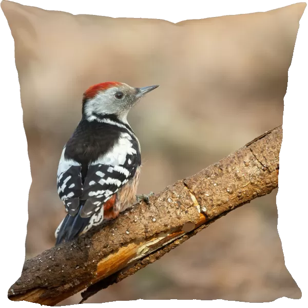 The little middle woodpecker
