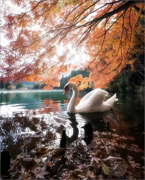 Swan Lake. Atsushi Kaneko