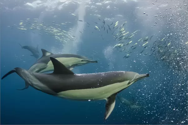 Long-beaked common dolphins (Delphinus capensis) feeding in Sardines, (Sardinops