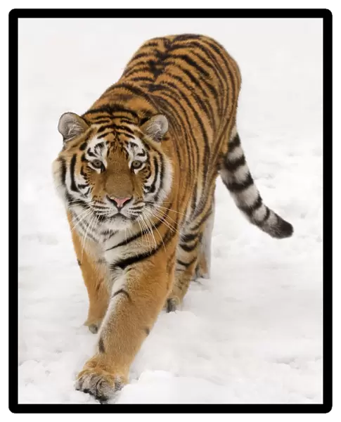 RF- Portrait of Siberian tiger (Panthera tigris altaica) walking in snow, captive