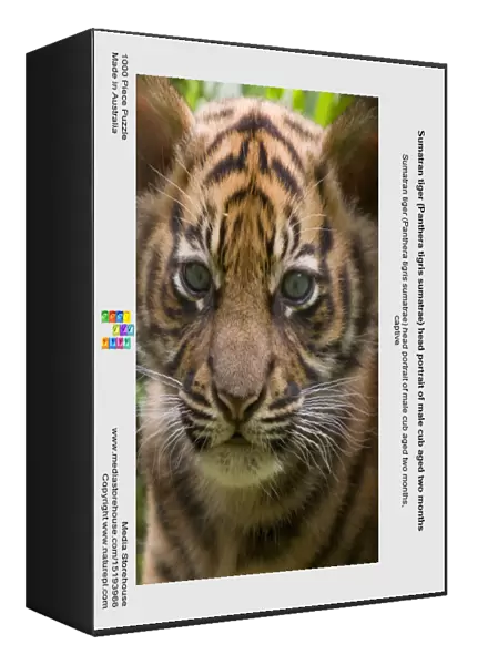 Sumatran tiger (Panthera tigris sumatrae) head portrait of male cub aged two months