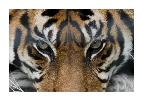 Sumatran tiger (Panthera tigris sumatrae) close-up of eyes, captive