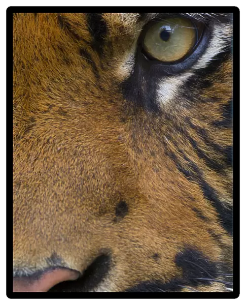 Close-up of an eye of a Sumatran tiger (Panthera tigris sumatrae), captive, occurs in Sumatra