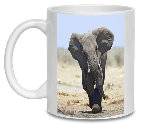 African elephant {Loxodonta africana} charging, Etosha national park, Namibia