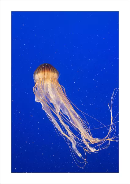 Pacific Sea nettle jellyfish (Chrysaora fuscescens), captive, Vancouver, Canada