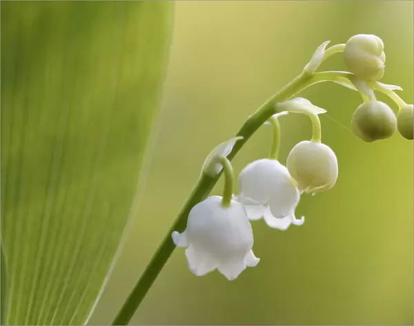 Lily of the valley (Convallaria majalis) Vosges, France, April