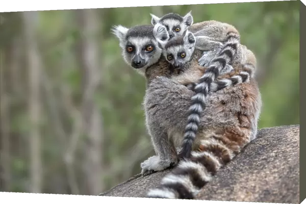 Ring-tailed lemur (Lemur catta) female carrying two babies. Anjaha Community Conservation Site