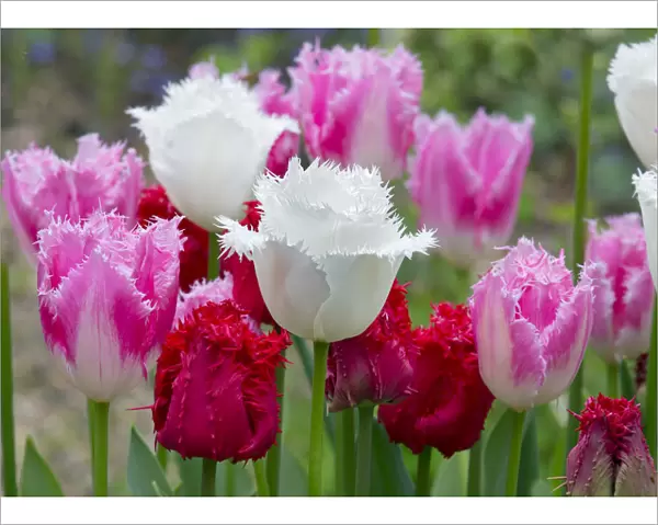 Fringed Tulip Dallas (Pink) and Tulipa Swan Wings (White)