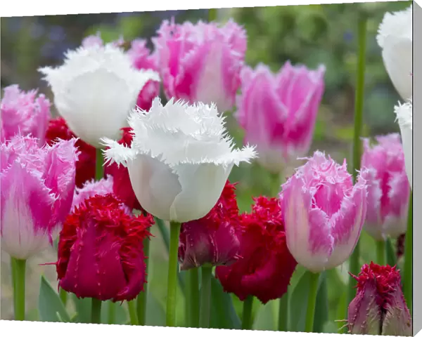 Fringed Tulip Dallas (Pink) and Tulipa Swan Wings (White)
