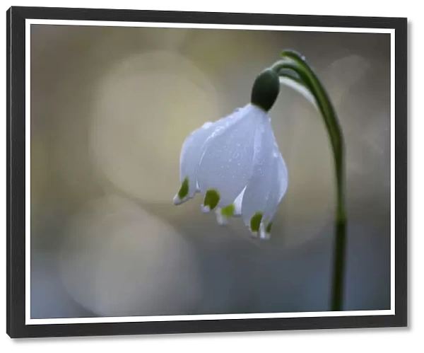 Spring snowflake flower (Leucojum vernum) with bokeh effect, Vosges, France, March