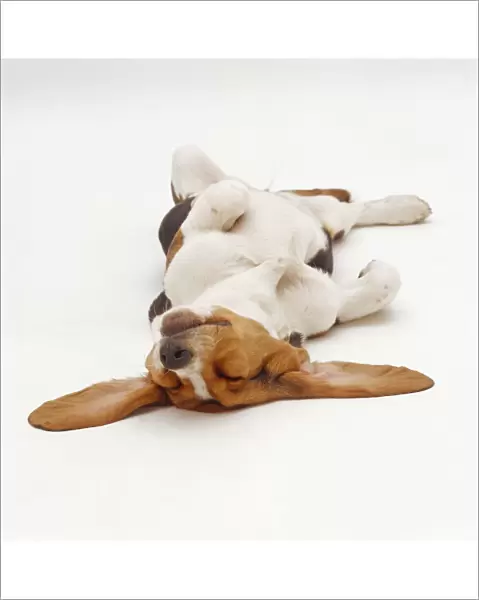 Basset Hound, sleeping upside down with ears spread