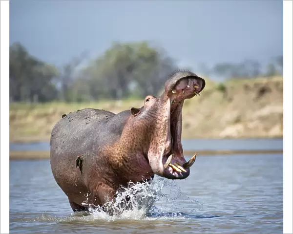 Adult male Hippopotamus (Hippopotamus amphibius) posturing in agressive yawn behaviour