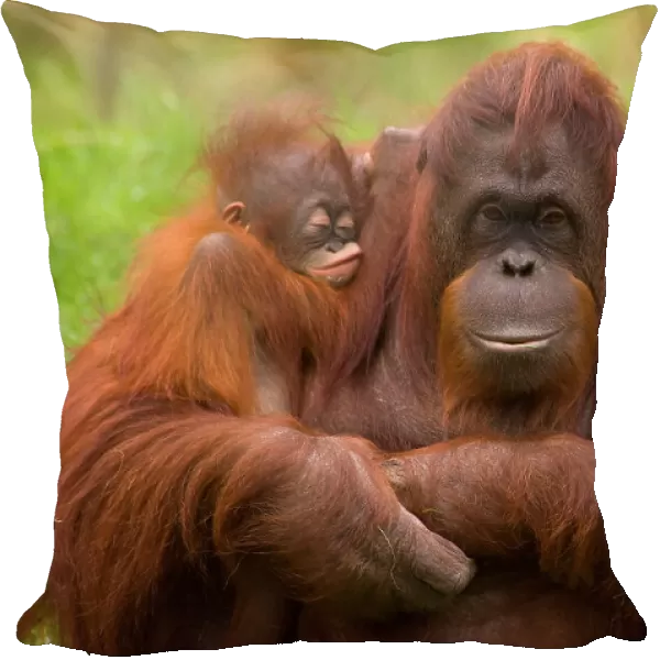 Female Orang Utan (Pongo pygmaeus) [Sandy, born 29.04.82] sitting, holding two young. One [Samboja, born 09.06.05] is her own offspring, the other [Dayang, born 01.12.05] was rejected by its birth mother, and so this female has adopted it