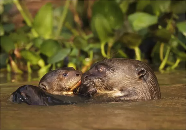 Giant Otter (Pteronura brasiliensis) adult with young in water, Pantanal, Brazil