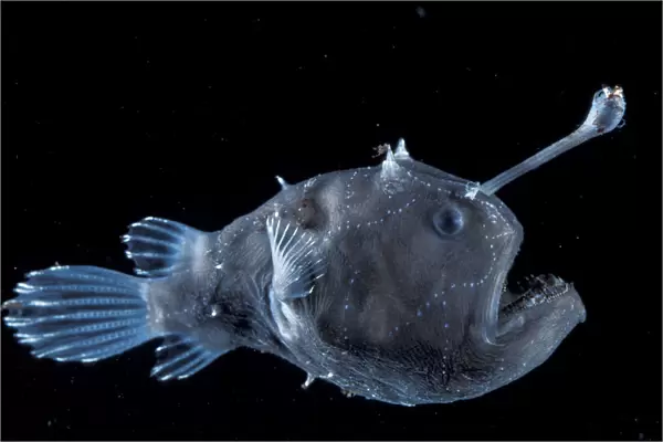 Deep sea Anglerfish female with lure {Himantolophus sp} Atlantic ocean