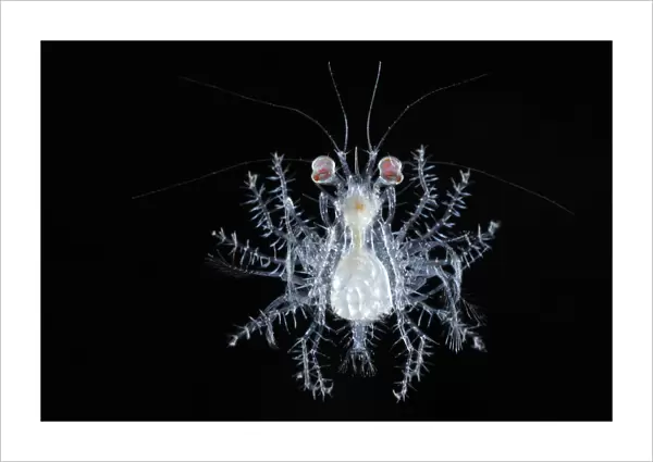 Deepsea planktonic megalopa stage of crab development, Atlantic ocean