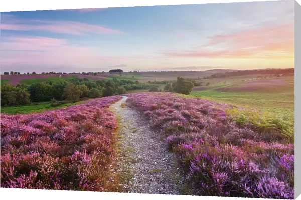 Path through heather flowering on lowland heathland, Rockford Common, Linwood, New