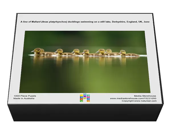 A line of Mallard (Anas platyrhynchos) ducklings swimming on a still lake, Derbyshire, England, UK, June