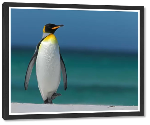 King penguin walking on beach (Aptenodytes patagonicus) Falkland Islands