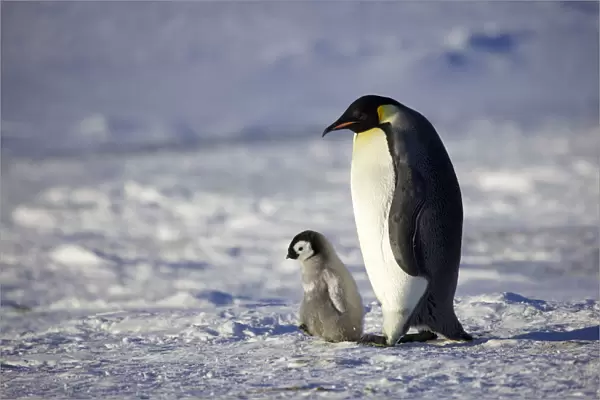 Emperor penguin (Aptenodytes forsteri) chick walking with parent, Antarctica, September