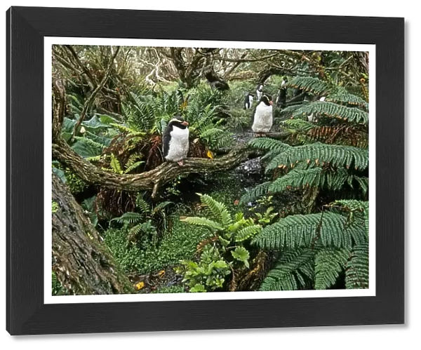 Snares Crested penguin (Eudyptes robustus) colony in Olearia lyallii forest, with