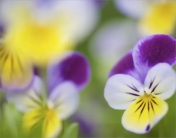 Heartsease  /  Wild pansy (Viola tricolor), flowers, Berlin, Germany, May