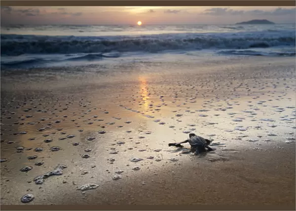 Leatherback Turtle Hatchling (Dermochelys coriacea) crossing a beach towards the sea at sunrise