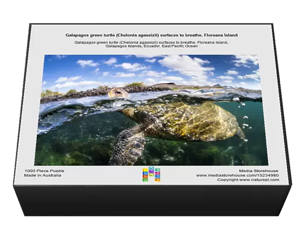 Galapagos green turtle (Chelonia agassizii) surfaces to breathe. Floreana Island