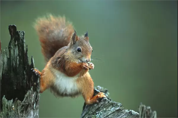 Red squirrel balancing on pine stump {Sciurus vulgaris} Norway