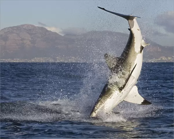 Great white shark {Carcharodon carcharias} breaching. South Africa