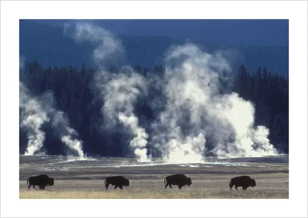Line of Bison {Bison bison} geysers steaming, Yellowstone National Park, USA