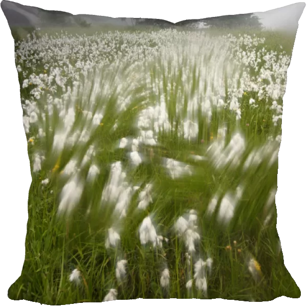 Arty-shot of Cotton grass blowing in wind, in a meadow, Picos de Europa, Spain