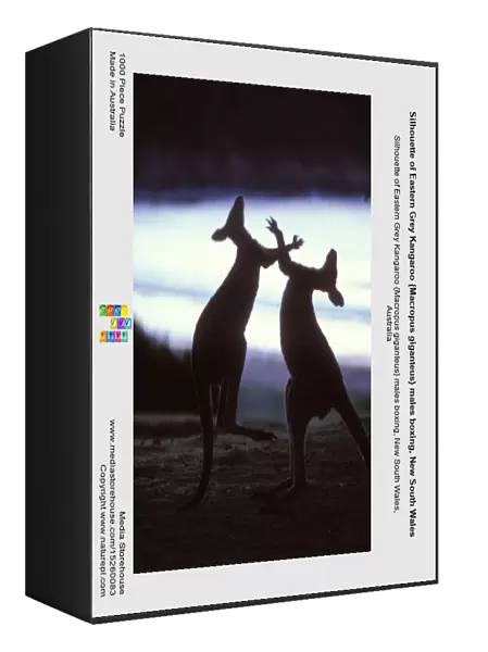 Silhouette of Eastern Grey Kangaroo {Macropus giganteus} males boxing, New South Wales