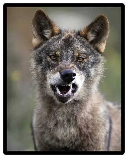 Portrait of Iberian wolf {Canis lupus sygnatus} snarling, captive, Lobo Park, Antequera