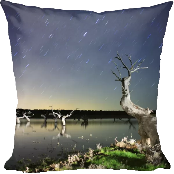 Dead Holm oak trees {Quercus ilex} in lake, at night with star trails in sky, Caceres