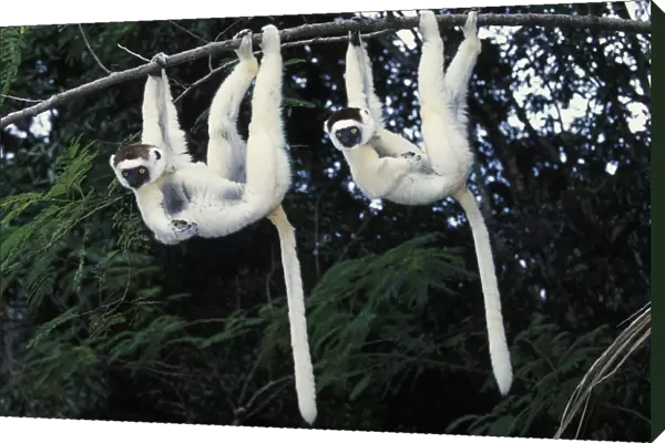 Two Verreauxs sifakas (Propithecus verreauxi) hanging from a branch, Nahampoana reserve