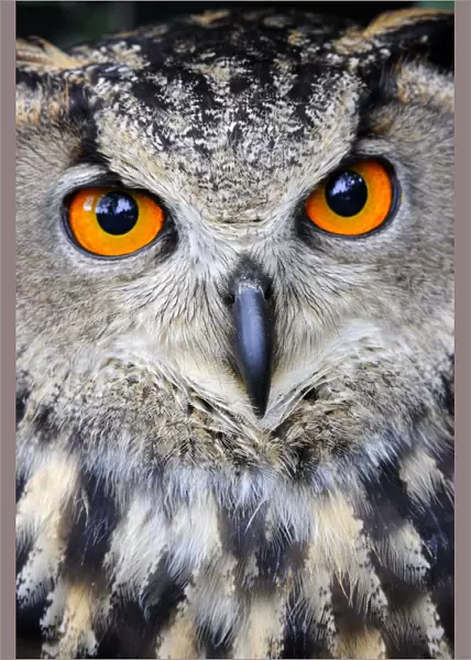 Eurasian eagle-owl (Bubo bubo) captive, France
