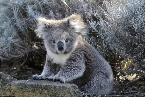 Koala (Phascolarctos cinereus) juvenile, sitting on the ground, Otway National Park