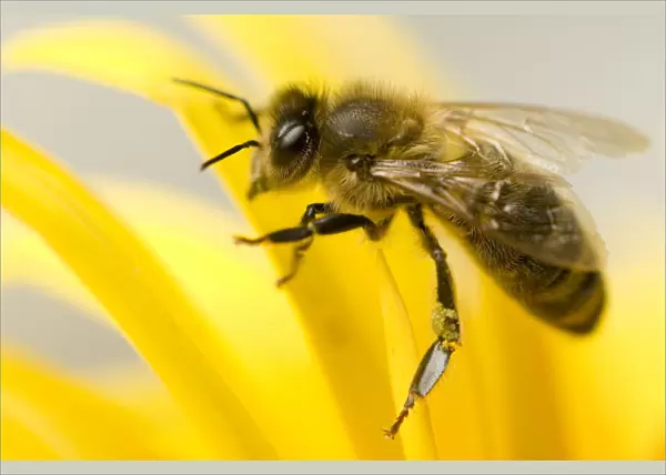 Close-up of Honey bee (Apis mellifera) on flower