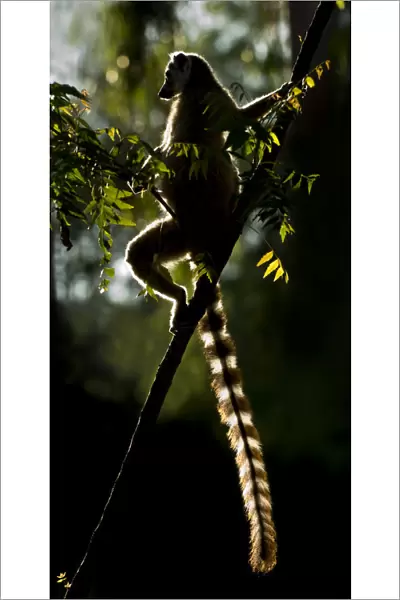 Ring-tailed Lemur (Lemur catta) sun basking at dawn