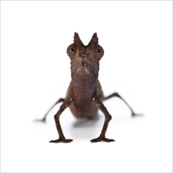 Stump-tailed Leaf Chameleon (Brookesia superciliaris) on white background, from rainforest