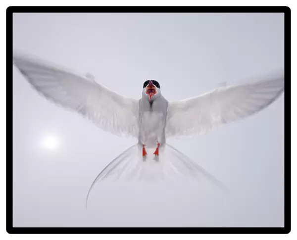Arctic tern (Sterna paradisaea) in flight, vocalising, aggresive behaviour, Farne Islands