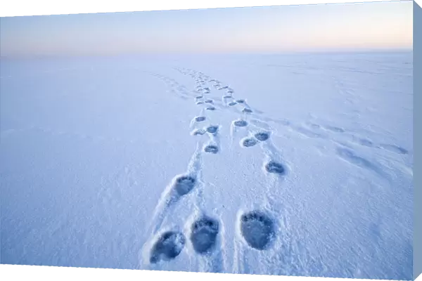 Polar bear (Ursus maritimus) footprints in the snow along a barrier island during autumn freeze up