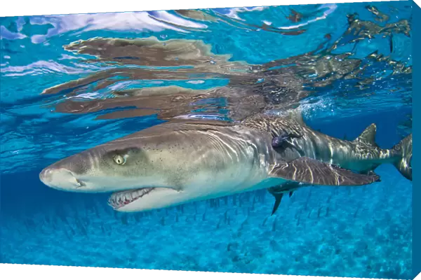 Lemon shark (Negaprion brevirostris) in shallow water with reflection at the surface