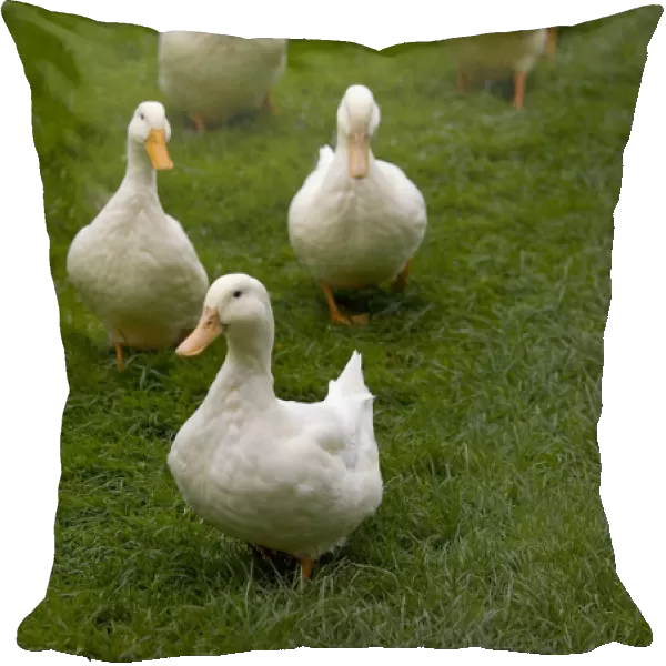 Aylesbury ducks following in a line on village green, Weedon, Buckinghamshire, UK