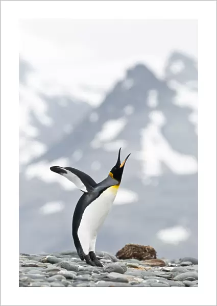 King Penguin (Aptenodytes patagonicus) displaying on the beach front. Salisbury Plain