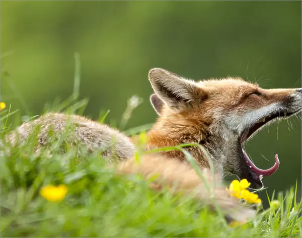 Red fox (Vulpes vulpes) vixen yawning in the morning light (captive). Lifton, Devon